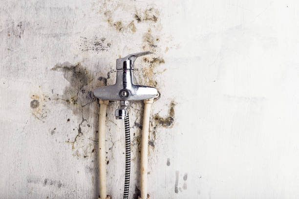 Best Black Mold Removal  in Hokendauqua, PA