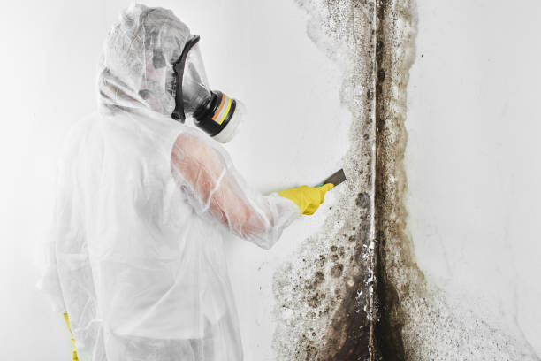 Reliable Hokendauqua, PA Mold Removal Solutions