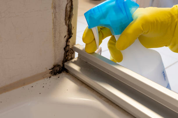 Best Same-Day Mold Removal  in Hokendauqua, PA