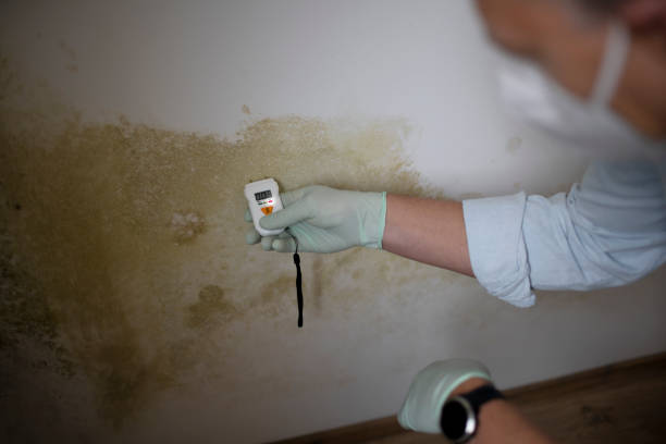 Best Mold Testing  in Hokendauqua, PA