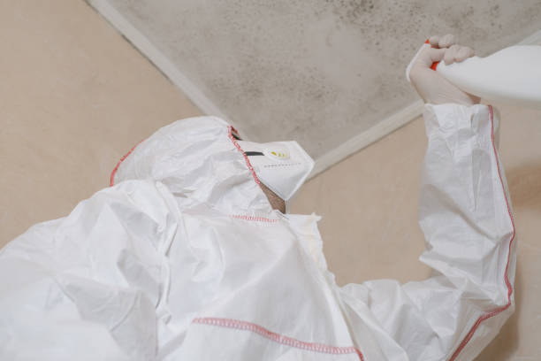 Best Commercial Mold Removal  in Hokendauqua, PA