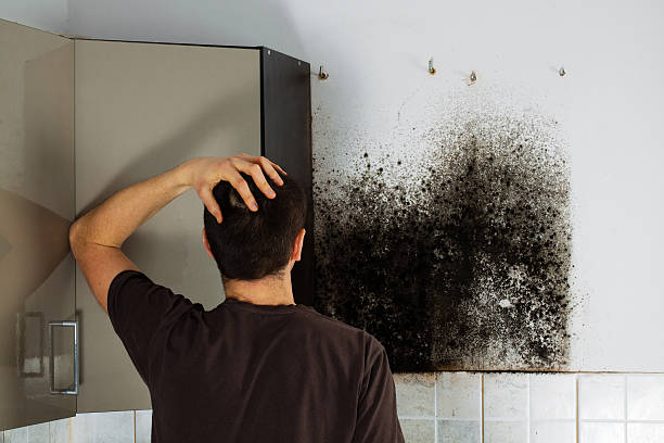 Home Mold Removal in Hokendauqua, PA