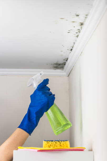 Best Mold Cleaning Services  in Hokendauqua, PA